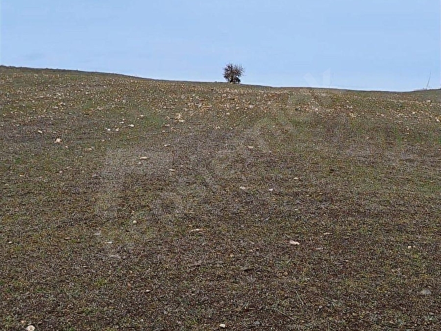 BULDUKPINARI MAHALLESİNDE SATILIK 8.900 m² TARLA - Görsel 10