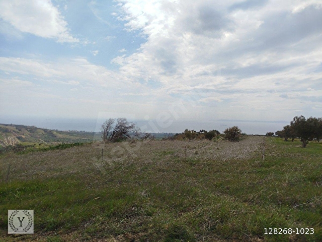 Şarköy Tepeköy 3.343m2 Satılık Tarla - Görsel 6