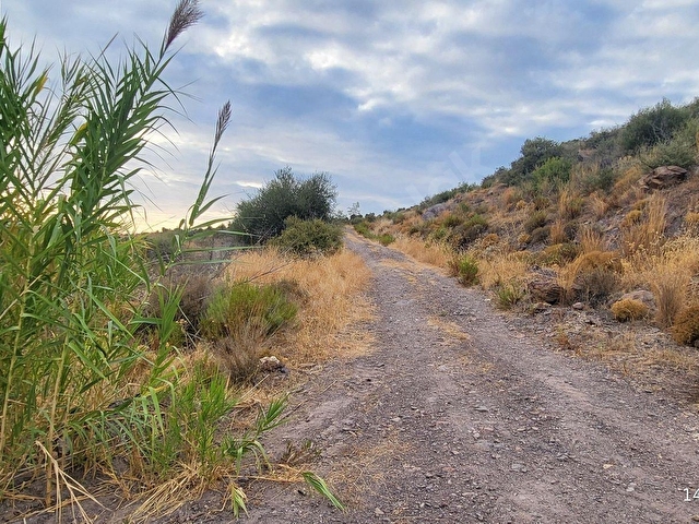 Bodrum Gökpınar da  2.546,87 m2 Satılık Zeytinlik - Görsel 5