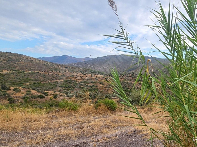Bodrum Gökpınar da  2.546,87 m2 Satılık Zeytinlik - Görsel 6