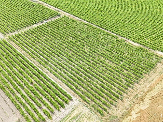TEPECİKTE SATILIK ÜZÜM BAĞI - Görsel 12