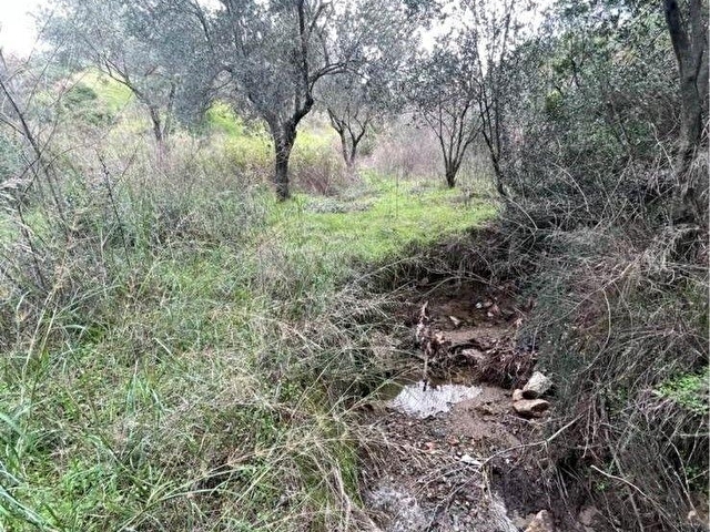 Balıkesir Edremit Yaylaönünde 150 Ağaçlı Verimli Zeytinlik - Görsel 6