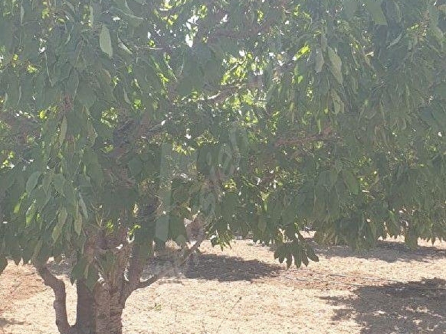 6 DÖNÜM KİRAZ BAHÇESİ SATILIK SENİRKENT ISPARTA 🍒 - Görsel 5