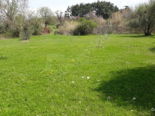 SOMA YAĞCILLI MAHALLESİ SATILIK ZEYTİNLİK PAZARLIK VARDIR - Görsel 4