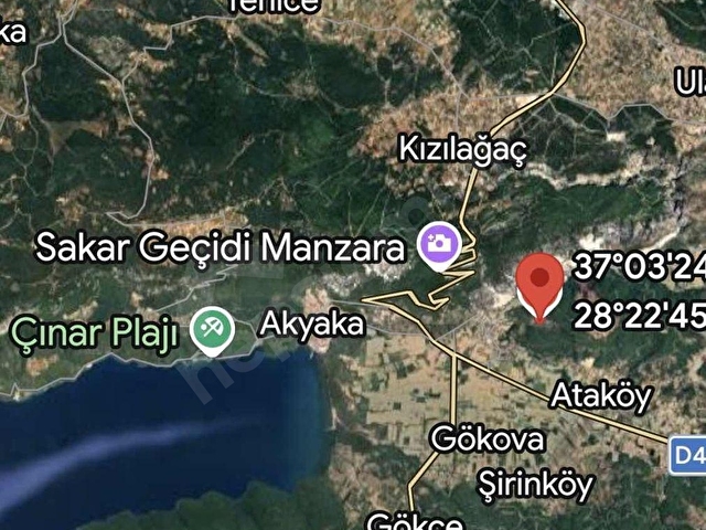 Muğla Ula da gökova mah. 622 m2 satılık zeytinlik arsa - Görsel 6
