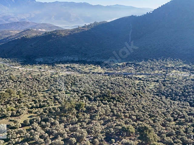 Milas Pınarcıkta 5126 m2 Zeytinlik - Görsel 3