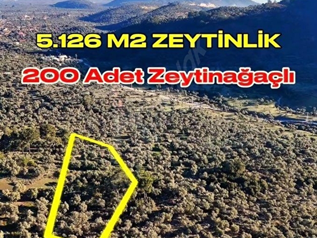 Milas Pınarcıkta 5126 m2 Zeytinlik - Görsel 2