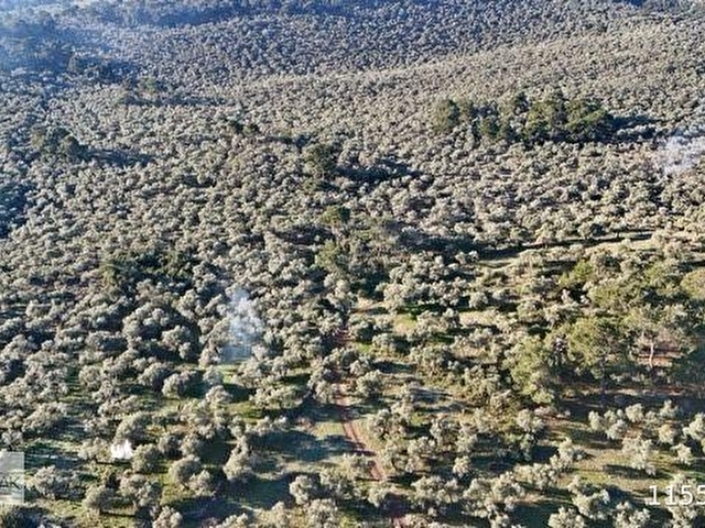 Milas Pınarcıkta 5126 m2 Zeytinlik - Görsel 6