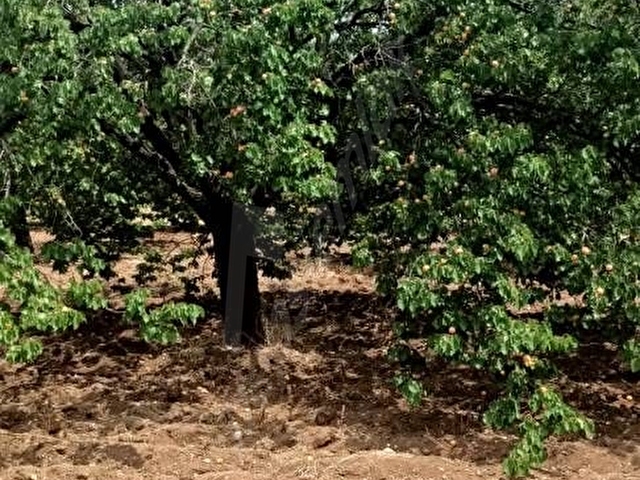AKÇADAĞ ÖREN MAH.21.000 m²Sulu YetişkinKaysı bahçesi - Görsel 7