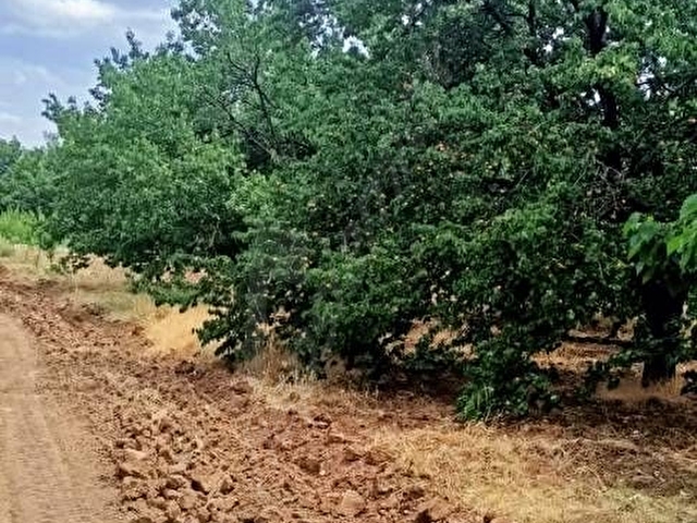 AKÇADAĞ ÖREN MAH.21.000 m²Sulu YetişkinKaysı bahçesi - Görsel 10