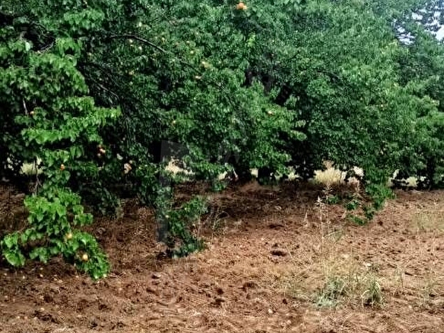 AKÇADAĞ ÖREN MAH.21.000 m²Sulu YetişkinKaysı bahçesi - Görsel 16