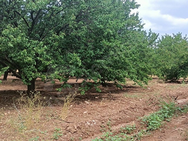 AKÇADAĞ ÖREN MAH.21.000 m²Sulu YetişkinKaysı bahçesi - Görsel 12