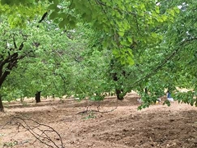 AKÇADAĞ ÖREN MAH.21.000 m²Sulu YetişkinKaysı bahçesi - Görsel 5