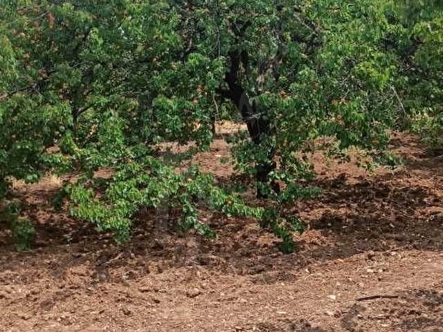 AKÇADAĞ ÖREN MAH.21.000 m²Sulu YetişkinKaysı bahçesi - Görsel 8