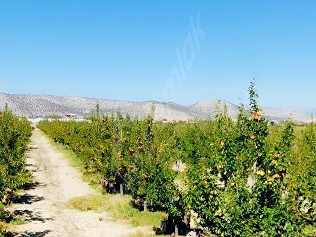 YAZIRDA KURULU DÜZEN 8.188m² YATIRIMLIK ARMUT BAHÇESİ - Görsel 2