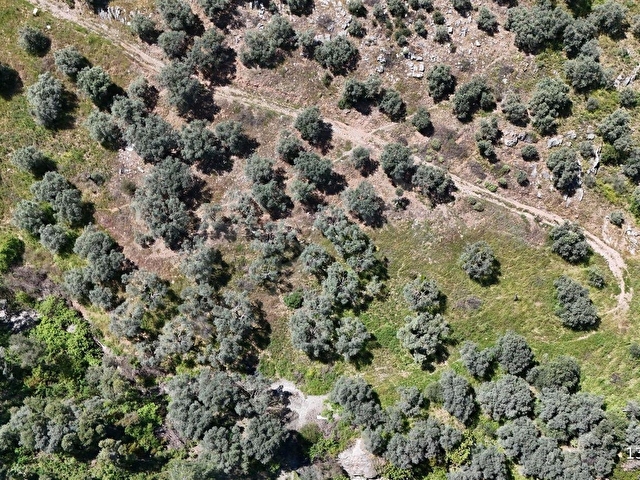 SELÇUK ŞİRİNCE SARIKAYA MEVKİİNDE 1.983 M2 ZEYTİNLİK - Görsel 10