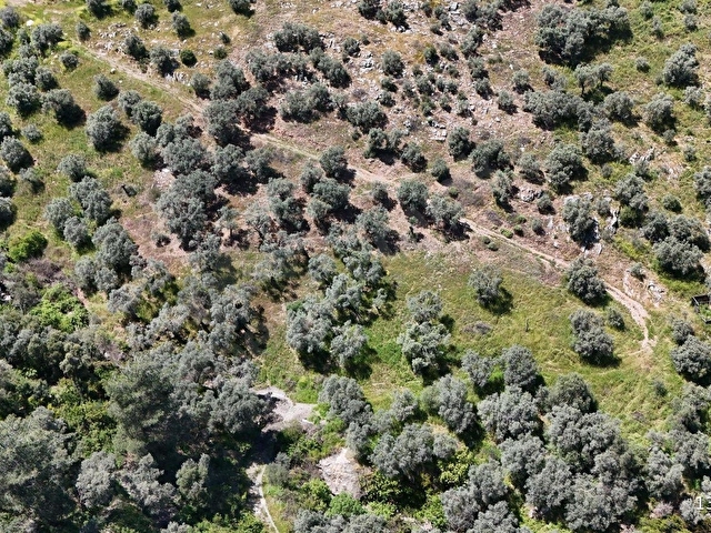 SELÇUK ŞİRİNCE SARIKAYA MEVKİİNDE 1.983 M2 ZEYTİNLİK - Görsel 9