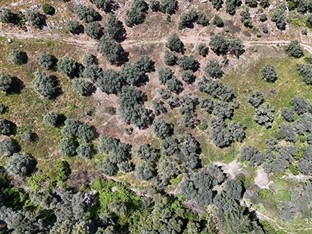 SELÇUK ŞİRİNCE SARIKAYA MEVKİİNDE 1.983 M2 ZEYTİNLİK - Görsel 6