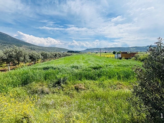 BEYAZ YUVA GAYRİMENKULDEN Milas Mutluca Mahallesi’nde 2.945 m² Satılık Tarla - Görsel 11