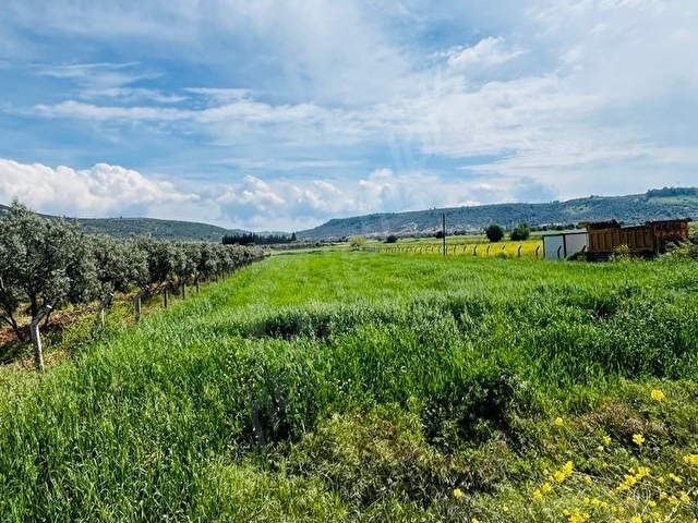 BEYAZ YUVA GAYRİMENKULDEN Milas Mutluca Mahallesi’nde 2.945 m² Satılık Tarla - Görsel 13