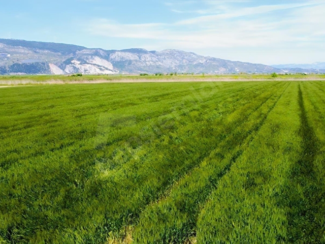 SÖKE OVASINDA 22.500 m² DÜMDÜZ, KADASTRO YOLA CEPHELİ TARLA - Görsel 19