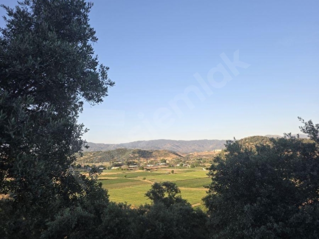 MUĞLA MİLAS DİBEKDERE MAHALLESİNDE SATILIK ZEYTİNLİK - Görsel 2
