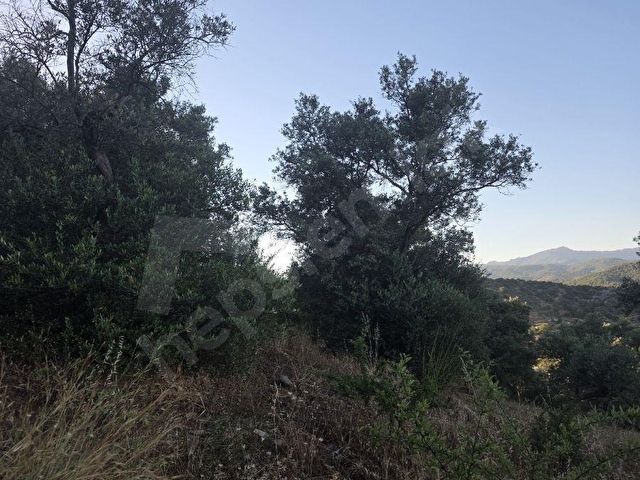 MUĞLA MİLAS DİBEKDERE MAHALLESİNDE SATILIK ZEYTİNLİK - Görsel 16