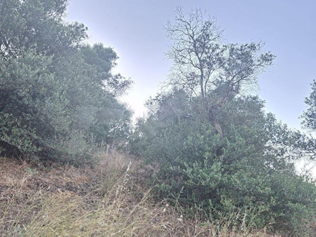 MUĞLA MİLAS DİBEKDERE MAHALLESİNDE SATILIK ZEYTİNLİK - Görsel 19