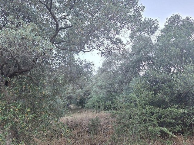 MUĞLA MİLAS DİBEKDERE MAHALLESİNDE SATILIK ZEYTİNLİK - Görsel 13