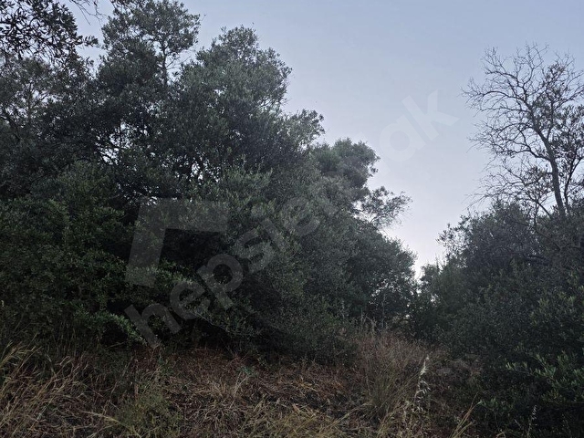 MUĞLA MİLAS DİBEKDERE MAHALLESİNDE SATILIK ZEYTİNLİK - Görsel 20
