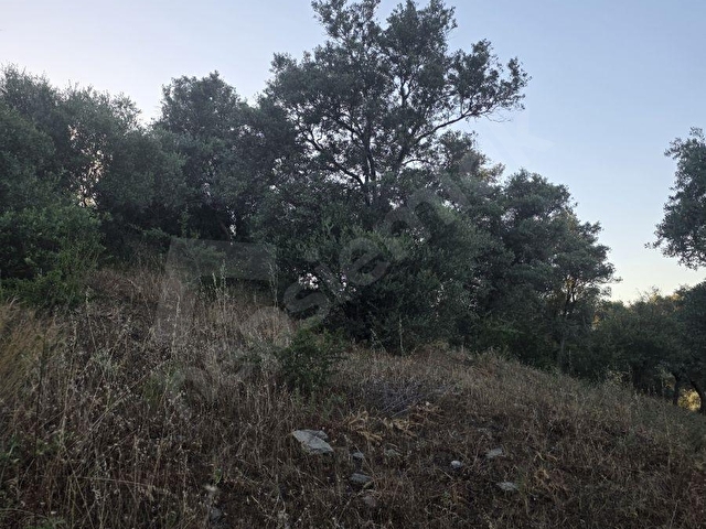 MUĞLA MİLAS DİBEKDERE MAHALLESİNDE SATILIK ZEYTİNLİK - Görsel 4