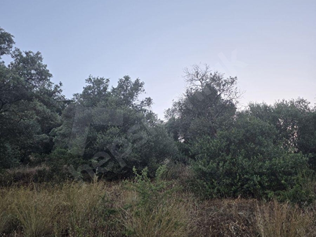 MUĞLA MİLAS DİBEKDERE MAHALLESİNDE SATILIK ZEYTİNLİK - Görsel 5