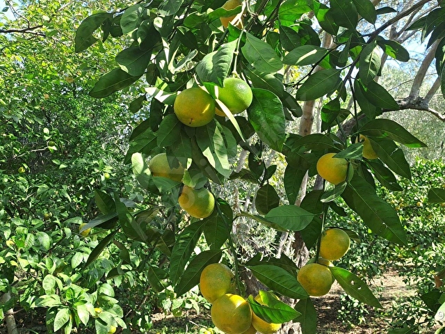 HAKANOĞLU GROUPTAN ZEYTİNLİ PİKNİK ALANI BÖLGESİNDE YAPI KAYITLI SATILIK ZEYTİNLİK - Görsel 29