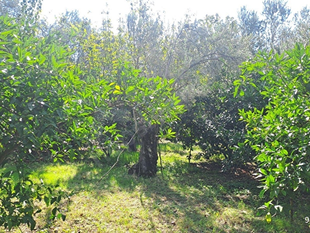 HAKANOĞLU GROUPTAN ZEYTİNLİ PİKNİK ALANI BÖLGESİNDE YAPI KAYITLI SATILIK ZEYTİNLİK - Görsel 9