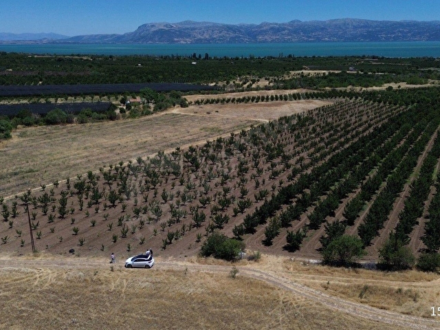 ISPARTA EĞİRDİR BARLADA SATILIK KAYISI BAHÇESİ - Görsel 5