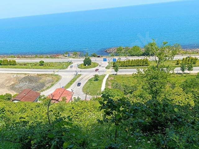 GİRESUN GÖRELE HAYDARLIDA DENİZE 200METRE SATILIK FINDIK BAHÇESİ