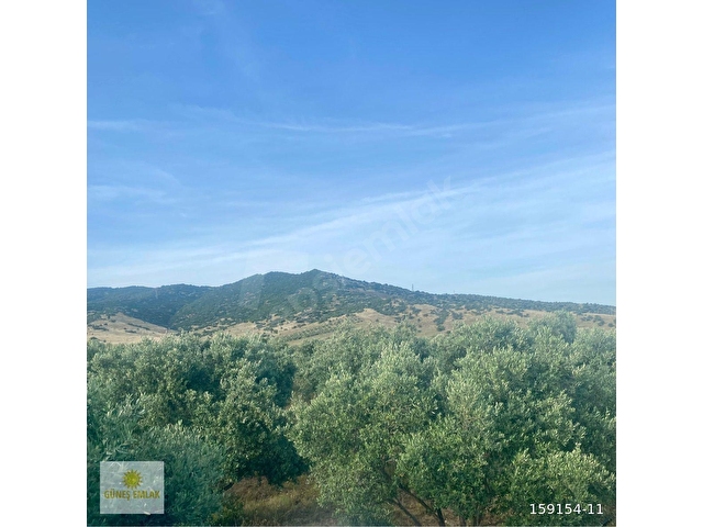 İZMİR TİRE DEREBAŞI MH SATILIK ZEYTİNLİK - Görsel 2