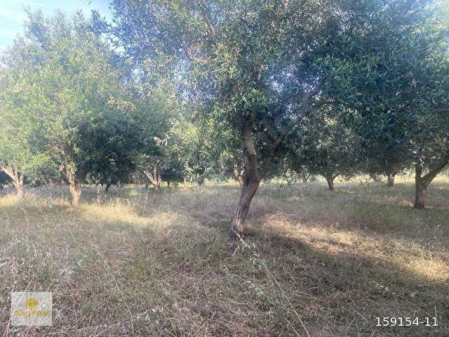 İZMİR TİRE DEREBAŞI MH SATILIK ZEYTİNLİK - Görsel 12