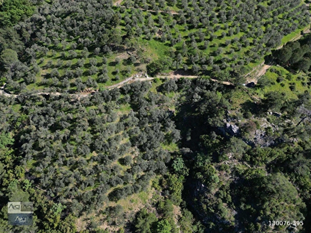 AVCIDAN DOYRAN 4500m2 KADASTRO YOL YATIRIMA UYGUN ZEYTİNLİK - Görsel 11