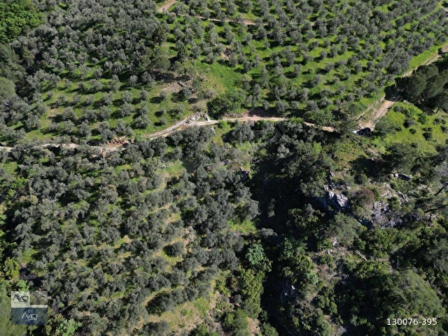 AVCIDAN DOYRAN 4500m2 KADASTRO YOL YATIRIMA UYGUN ZEYTİNLİK - Görsel 9