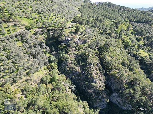 AVCIDAN DOYRAN 4500m2 KADASTRO YOL YATIRIMA UYGUN ZEYTİNLİK - Görsel 14