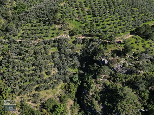 AVCIDAN DOYRAN 4500m2 KADASTRO YOL YATIRIMA UYGUN ZEYTİNLİK - Görsel 5