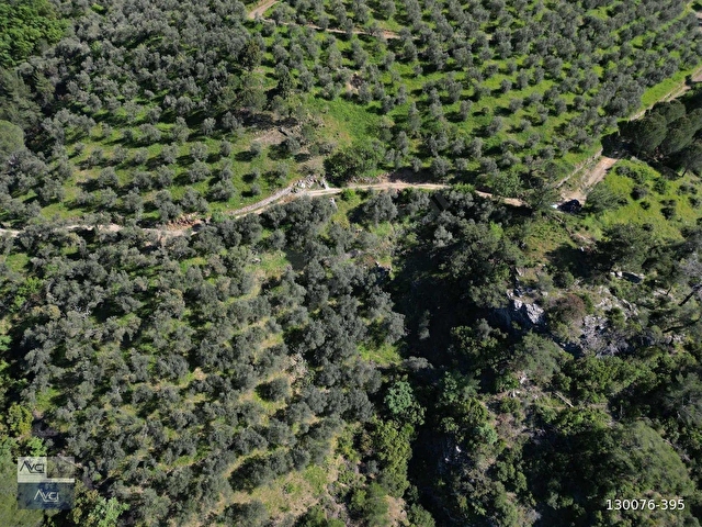AVCIDAN DOYRAN 4500m2 KADASTRO YOL YATIRIMA UYGUN ZEYTİNLİK - Görsel 10