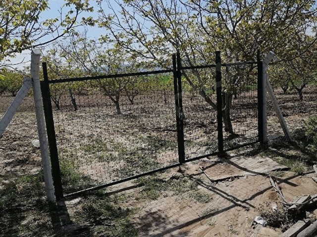Sahibinden 8000 m2 Tek Tapu Ceviz  Bahçesi