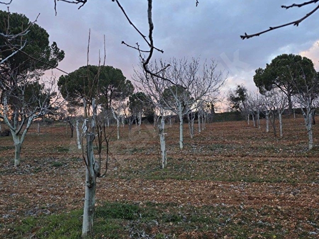 AYBARSTAN YUKARISEYİTTE SATILIK 5325 M2 BAHÇE - Görsel 5