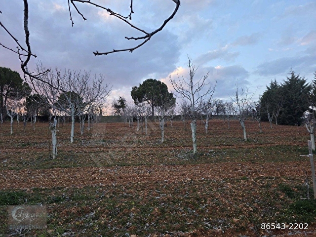 AYBARSTAN YUKARISEYİTTE SATILIK 5325 M2 BAHÇE - Görsel 6