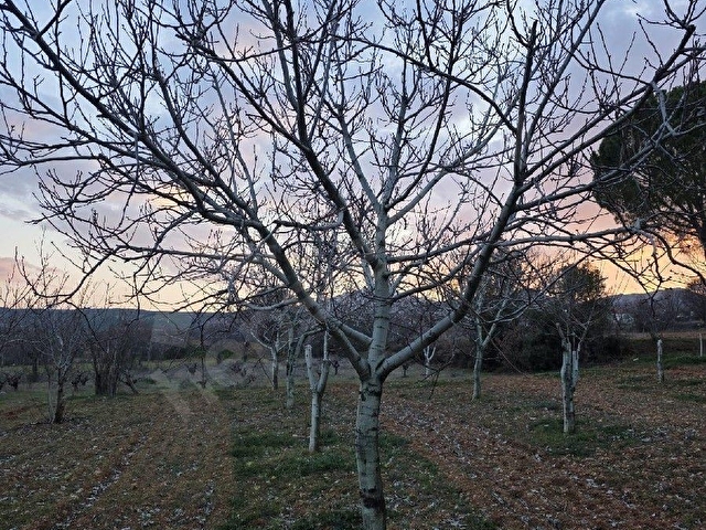 AYBARSTAN YUKARISEYİTTE SATILIK 5325 M2 BAHÇE - Görsel 7