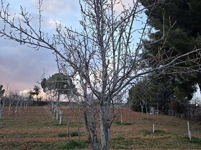 AYBARSTAN YUKARISEYİTTE SATILIK 5325 M2 BAHÇE - Görsel 8