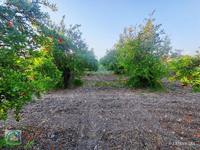 Ortaca Tepearasi SATILIK 18.750 m2 Nar Bahçesi - Görsel 24