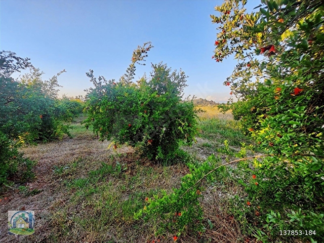 Ortaca Tepearasi SATILIK 18.750 m2 Nar Bahçesi - Görsel 10